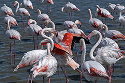 Flamingos